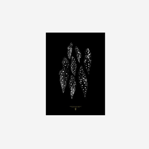 SIMPLE FORM. - Sarah Cocolapine Sarah Cocolapine Begonia Maculata Print - 