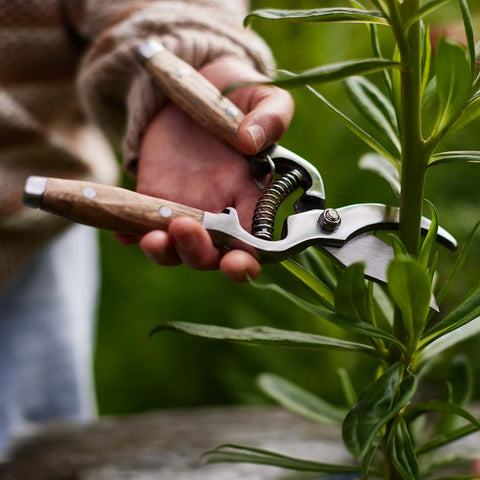 Heaven In Earth Secateurs Wood Handle Secateurs Heaven In Earth - [store_name]