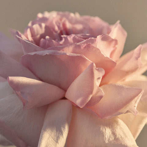 Leif Wild Rosella Body Lotion 100ml