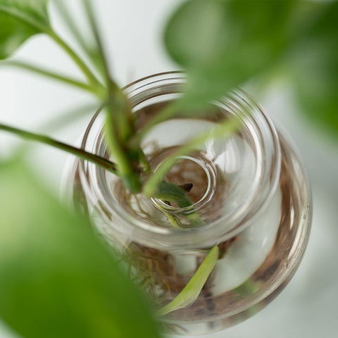 Studio Milligram Bulb Planter Clear 18cm Vase Studio Milligram - [store_name]