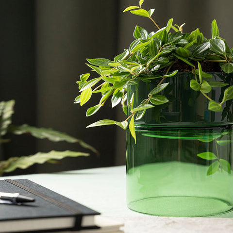 Studio Milligram Glass Flip Planter Wide Green + Moss Planter Studio Milligram - [store_name]