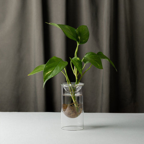 Studio Milligram Propagation Vase Small Set Propagation Vase Studio Milligram - [store_name]