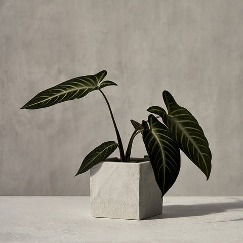 Zakkia Burlap Square Pot White Pot Zakkia - [store_name]