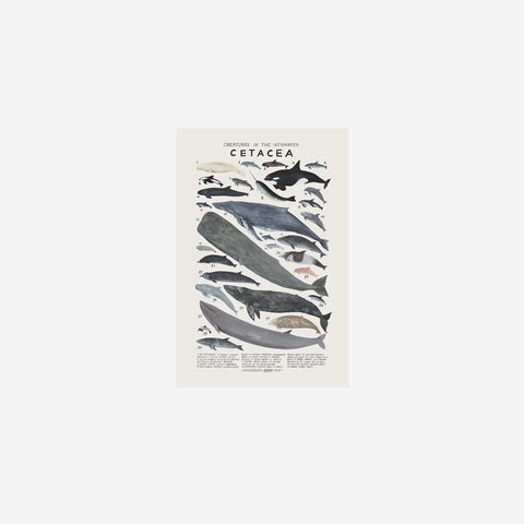 SIMPLE FORM. - Kelzuki Kelzuki Creatures of the Infraorder Cetacea Print - 